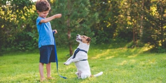 Jak doma vychovat psa k poslušnosti a naučit ho i pár triků