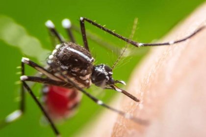 Konec záhady. Vědci už tuší, proč na někoho komáří útočí mnohem víc než na druhé