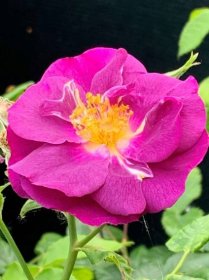 Růže fialová 'Purple Rain'® květník 1l
