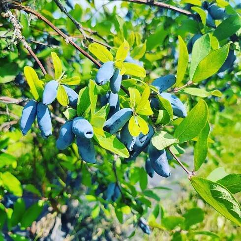 A Haskap, also known as Honeyberry bush with a view of the fruits.