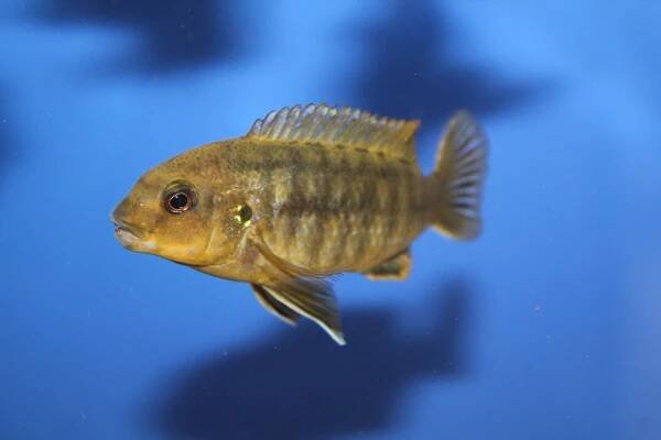 Labidochromis mbenjii | Malawi-cichlidy.cz.