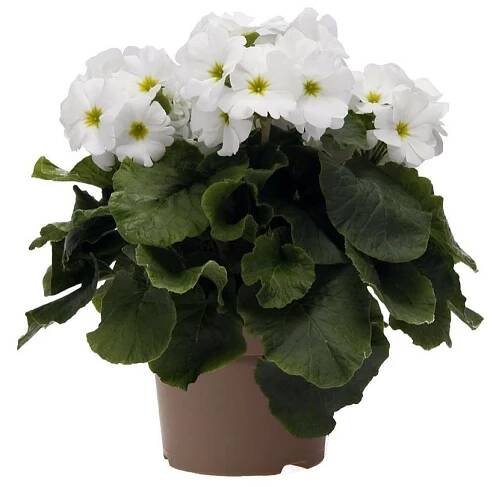 Prvosenka číškovitá, Primula obconica White, bílá skladem