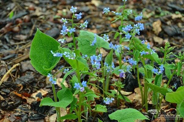 Brunnera sibirica | Perennicullum