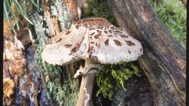 Bedla hřebenitá / Lepiota cristata
