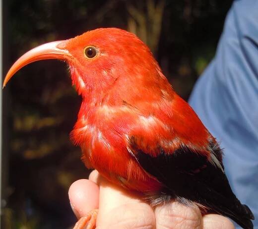 Drepanis coccinea