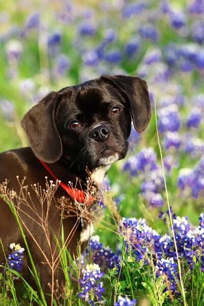 About Us | Refinery Road Veterinary Clinic Gainesville TX | Experienced Vet Team 