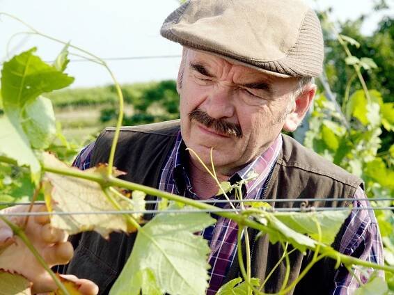 Der Winzerkönig - Der Scheidungsantrag - Z filmu - Branko Samarovski