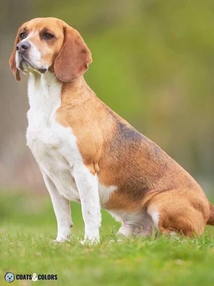 Beagle coat colors badger pied 2