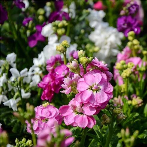 Fiala letní Miracle směs – Matthiola incana – osivo fialy