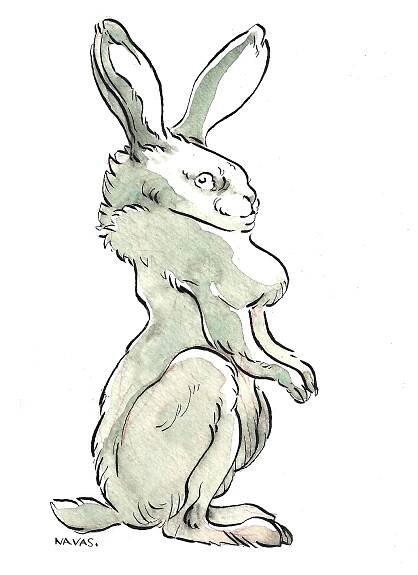 Navas - Lapin1