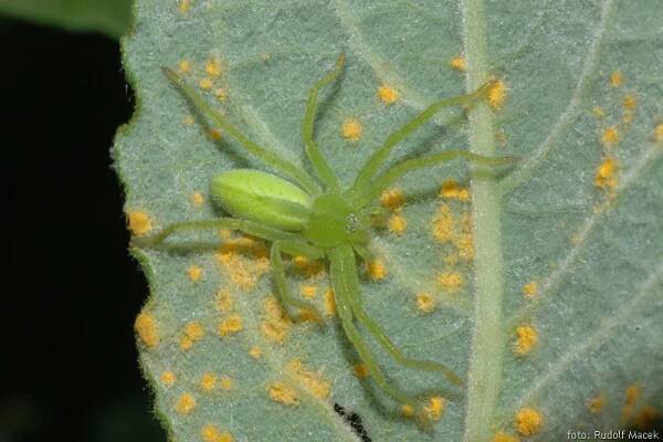 Česká arachnologická společnost - Rod: Micrommata → Čeleď: Sparassidae