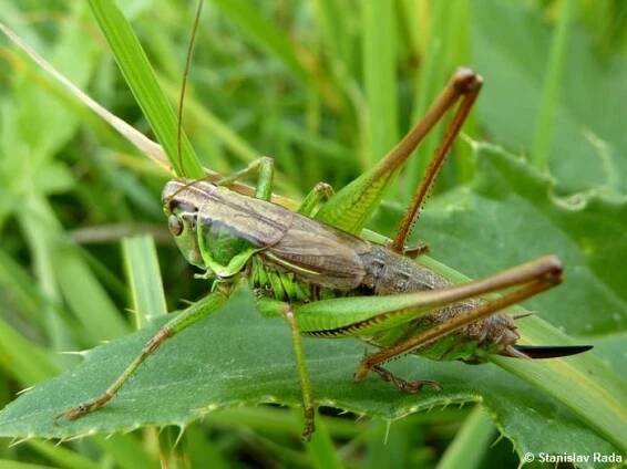 Metrioptera roeselii - kobylka luční | Tettigoniidae - kobylkovití | Natura Bohemica