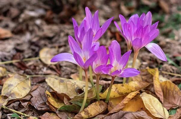 Ocún jesenní (Colchicum autumnale) je jediný druh ocúnu, který roste celkem běžně i v Česku od nížin až po horská území. 