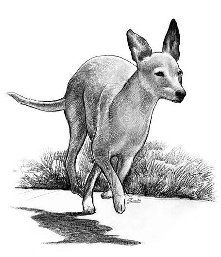 Examples of Pet Portraits