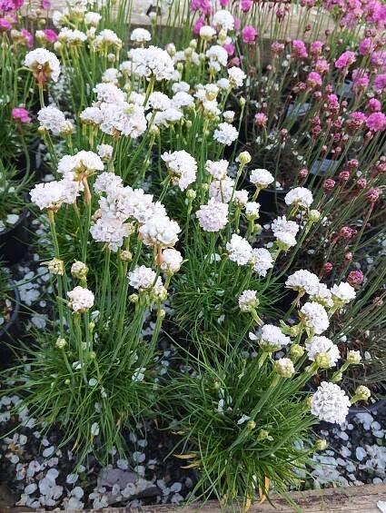 Armeria maritima 'Armada White'