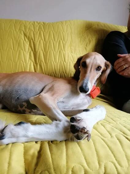 Darcy - Project Galgo Adoption & Fostering
