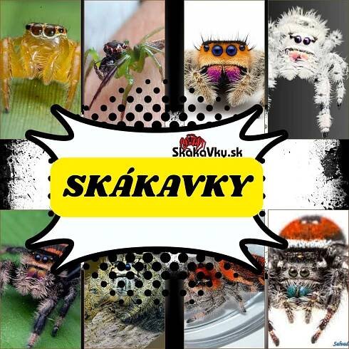 Skákavky -SkakaVky.SK