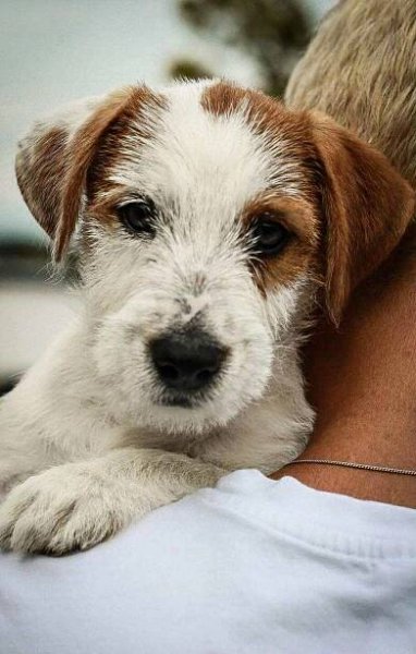 Jack Russell teriér s PP