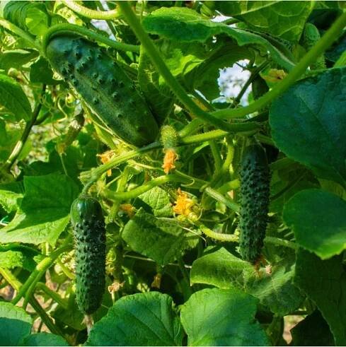 Okurka nakládačka Dafne F1 - Cucumis sativus - osivo okurky - 20 ks
