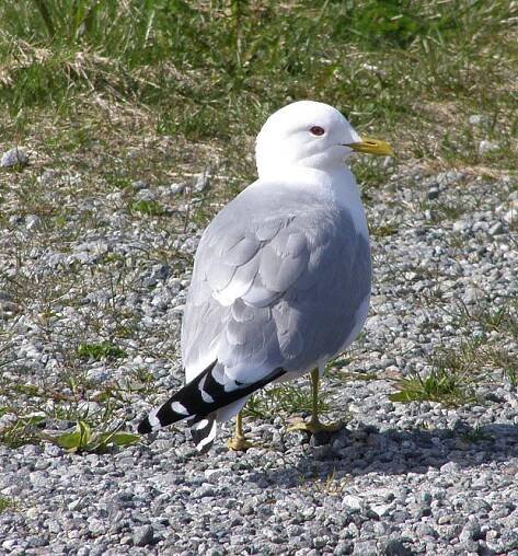 Racek žlutonohý (Larus fuscus; Linnaeus, 1758)