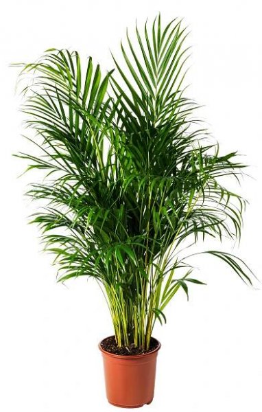 DYPSIS LUTESCENS Rostlina - Palma areková 24 cm