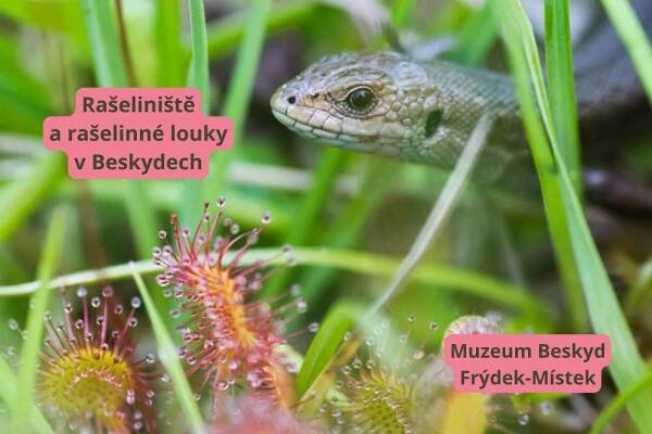 Rašeliniště a rašelinné louky v Beskydech | Novinky | Senior pasy