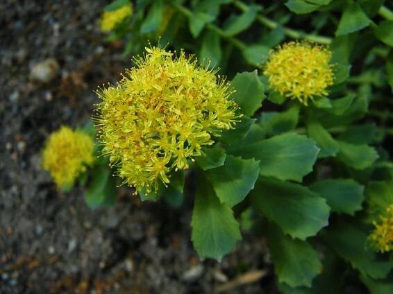 AromaBotanika
