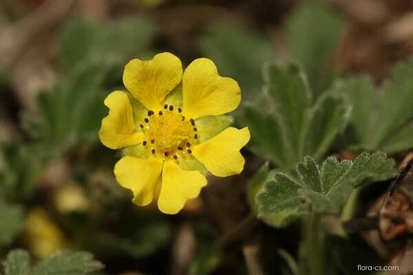 Mochna písečná (Potentilla arenaria)