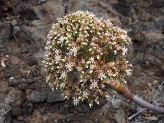 Succulent Plants of the Canary Islands (under construction) – THE NATURALIST'S TRAVEL PAGE