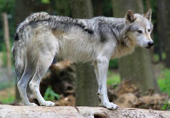 Vlk obecný - největší divoká šelma naší přírody - PŘÍRODA.cz