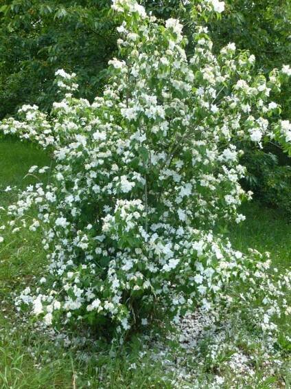 Pustoryl panenský Schneesturm (Philadelphus virginalis)