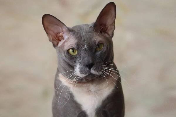 Peterbald: kočka mimozemšťan