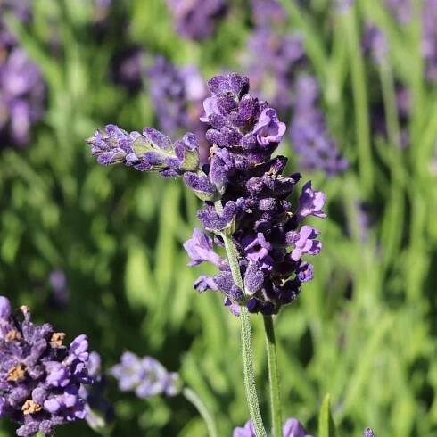 Levandule ELEGANCE PURPLE