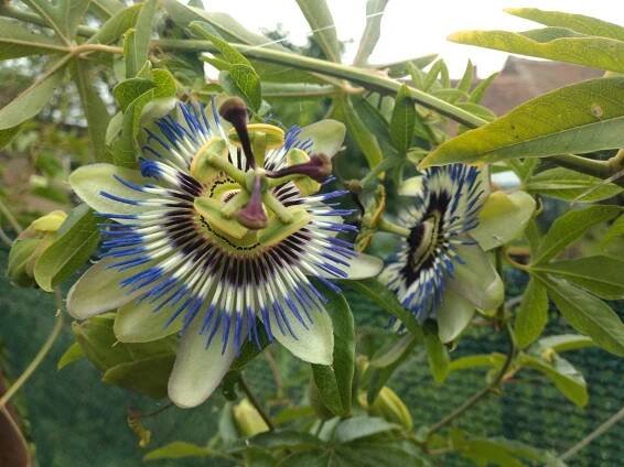 Mučenka modrá (Passiflora caerulea) - Dům a zahrada