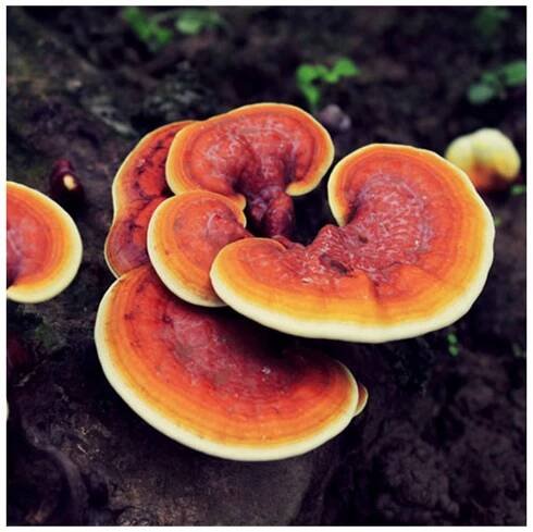 Ganoderma, Duanwood Red Reishi, Extract 40% polysaccharide