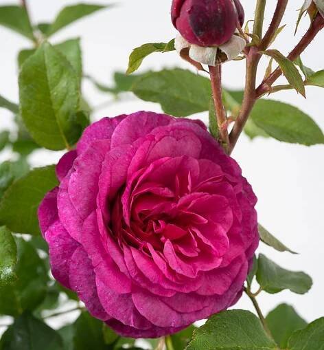 Růže mnohokvětá keřová ´KAFFE FASSETT ROSE®´ ***** Tantau, kont. 2 l