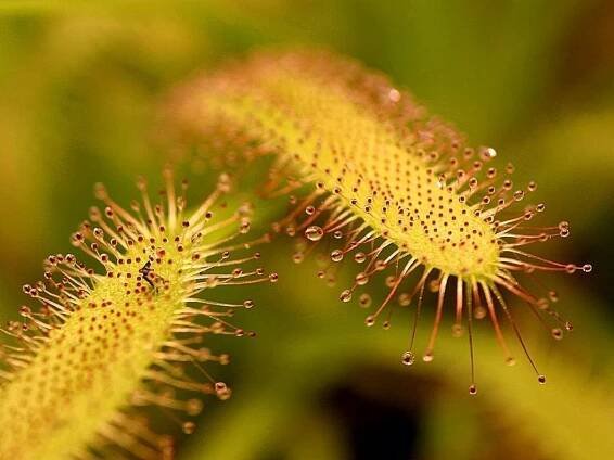 Drosera cuidados características plantas carnívoras