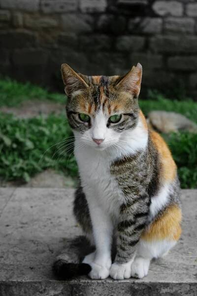 Základová fotografie na téma calico cat, detail, domácí, domácí kočka, domácí mazlíček, domácí zvíře, hravý, kaliko, kočičí
