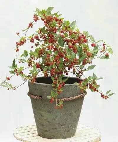 Zakrslý morušovník 'Mojo Berry'