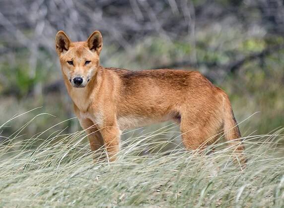 Dingo