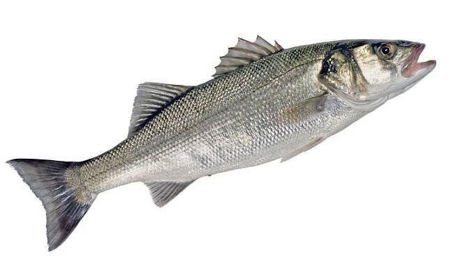 Mořský okoun — Stock obrázek