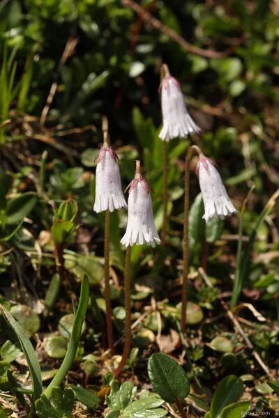 Dřípatka rakouská - Soldanella austriaca