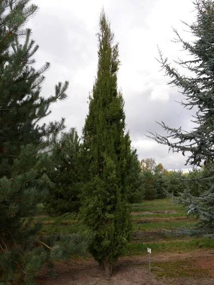 Cupressus sempervirens 'Stricta' | cypřiš stálezelený - Van den Berk školky