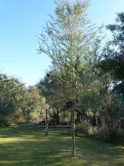 Trees - Woodlands Stop Over & Lodge