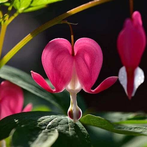 Srdcovka nádherná - Dicentra spectabilis - hlízy srdcovky - 1 ks
