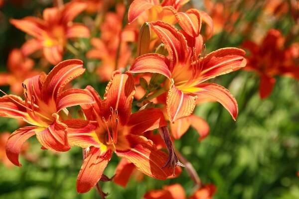 Denivka plavá (Hemerocallis fulva)