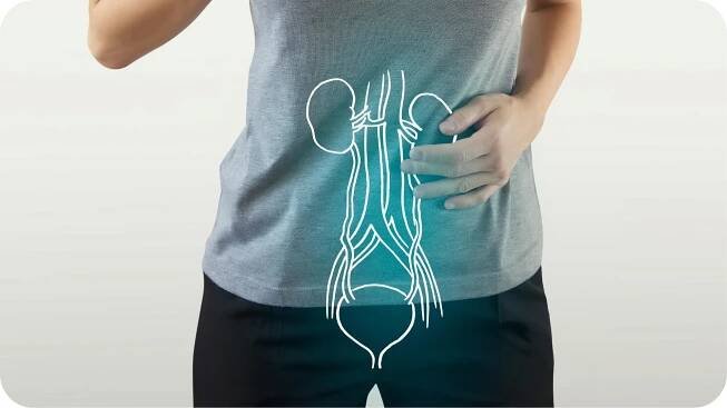 Illustration of the urinary system overlaid on a person's abdomen, representing kidney health