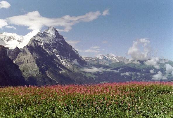 Soubor:Grosse Scheidegg, polygonum.JPG – Wikipedie