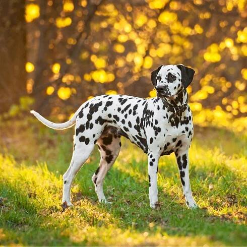 Dalmatin – Rita_Kochmarjova/Shutterstock