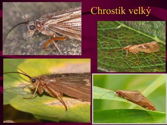 Chrostík velký 
 